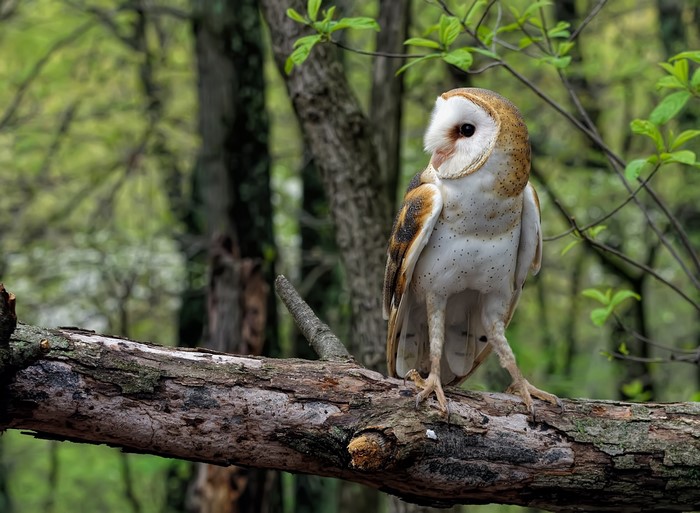 Barn owl perched on a tree branch in a forest