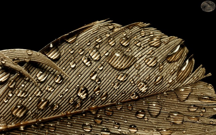 Close-up of a feather with water droplets