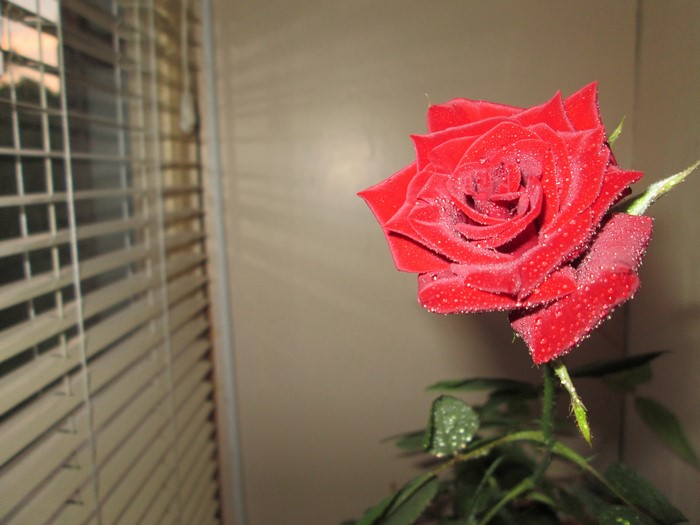 Red rose with water drops near window blind