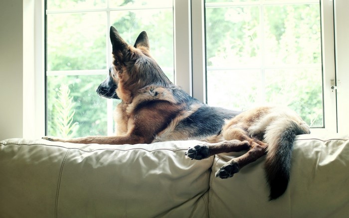 German Shepherd dog resting on a couch by the window