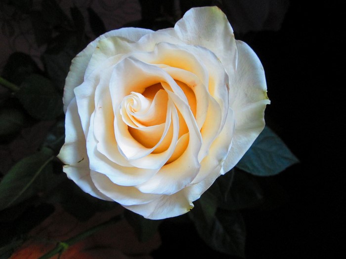 Closeup of a White Rose