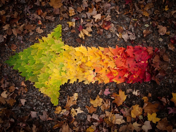 Arrow made of autumn leaves