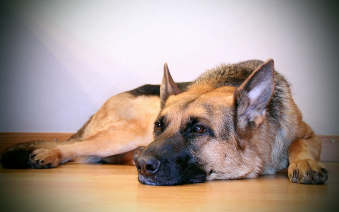 German Shepherd dog lying on the floor
