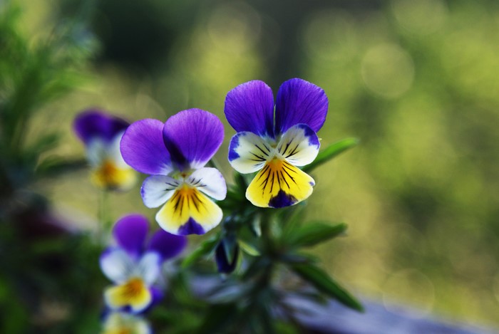 4K Closeup of Purple and Yellow Pansies
