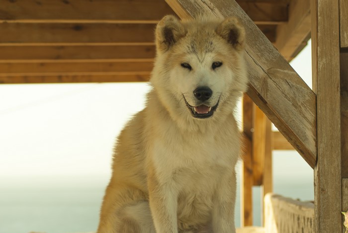Akita dog sitting under wooden structure