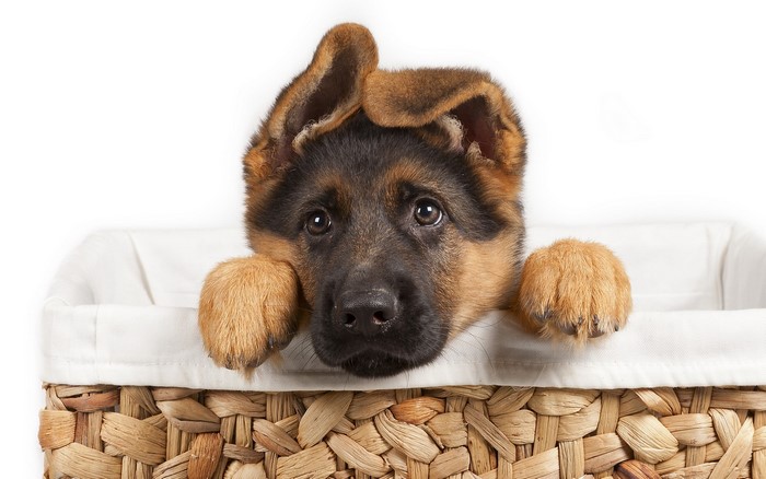 German Shepherd puppy in a basket