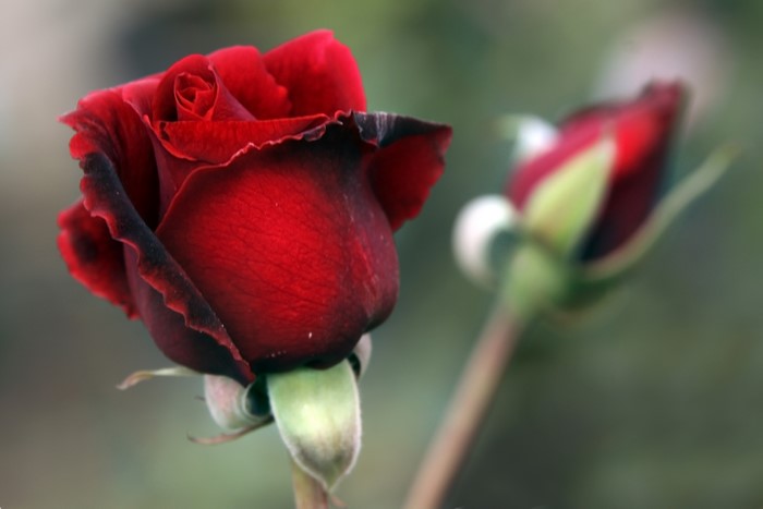 Red Rose Closeup
