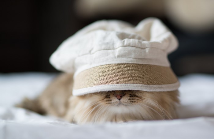 Cat wearing a chef's hat