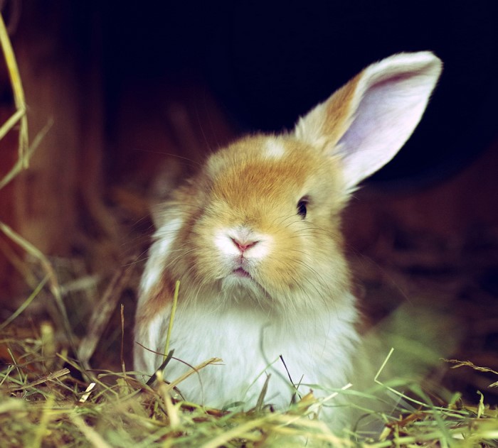 A cute rabbit sitting in straw