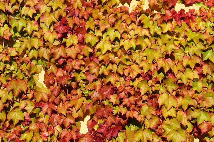 Wall of autumn ivy leaves