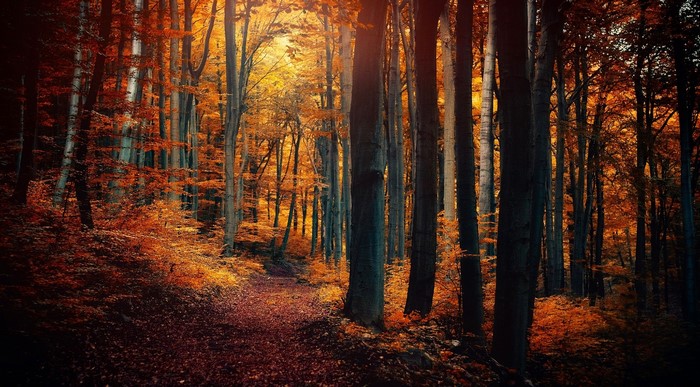Autumn forest with a path and colorful trees