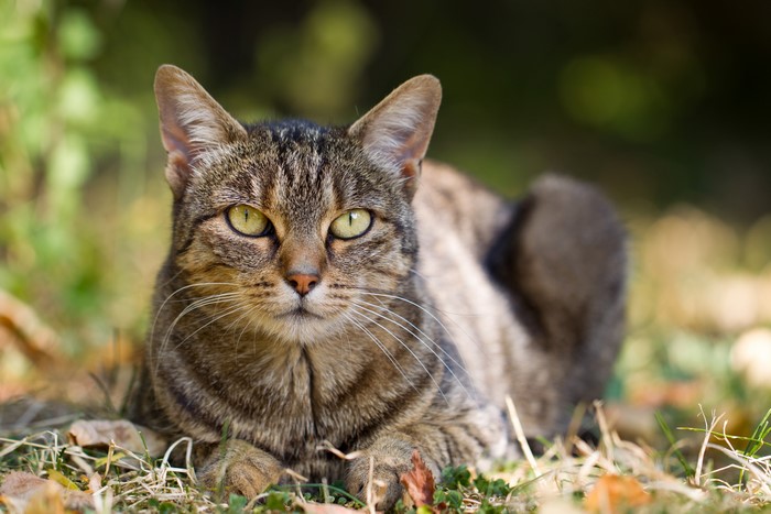 Tabby cat lying on grass
