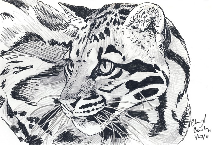 Pencil sketch of a clouded leopard's face