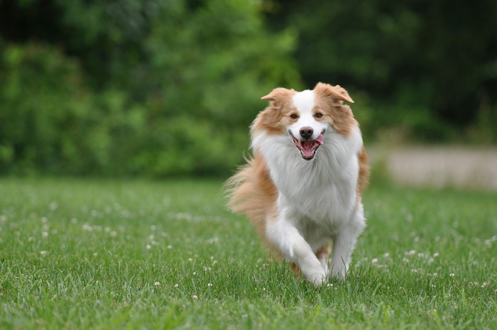 A happy Border Collie runs across a grassy field.