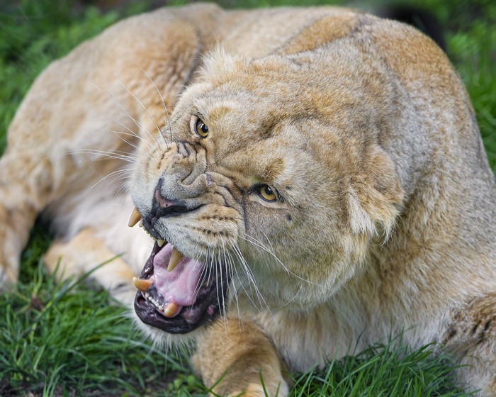 Lioness roaring with mouth open