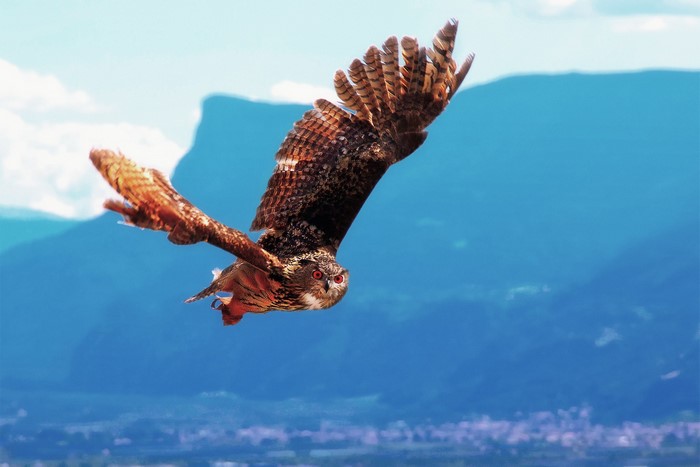 Eurasian Eagle-Owl in flight over mountains