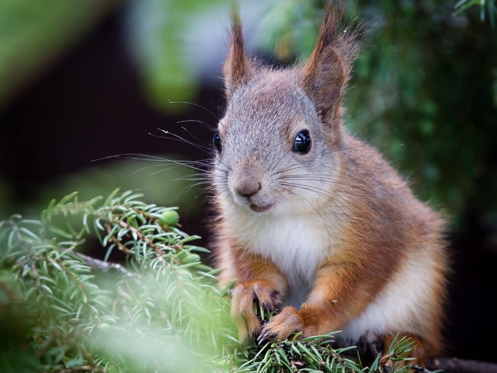 Red squirrel sitting on a pine branch