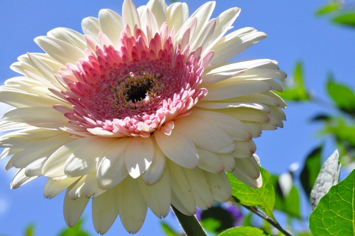 White and pink Gerbera daisy against blue sky