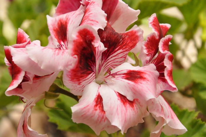 Close-up of a pink and red variegated Pelargonium flower