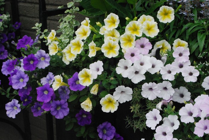 Colorful Petunias in Full Bloom