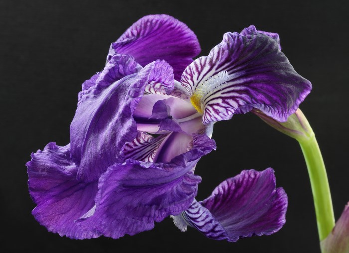 4K Closeup of a Purple Iris Flower