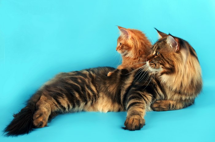 Two Maine Coon cats, one adult and one kitten