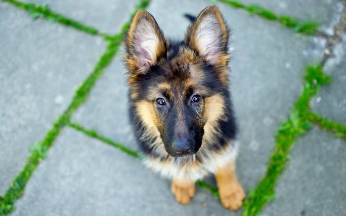 German Shepherd puppy looking up