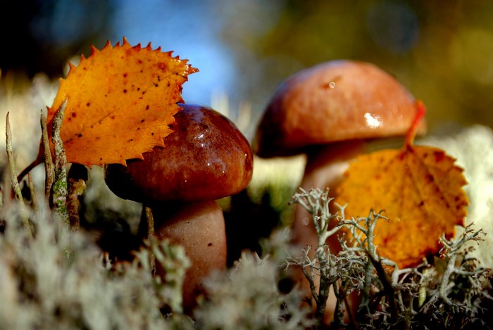 Mushrooms and autumn leaves in moss
