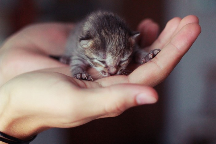 Tiny kitten sleeping in human hands