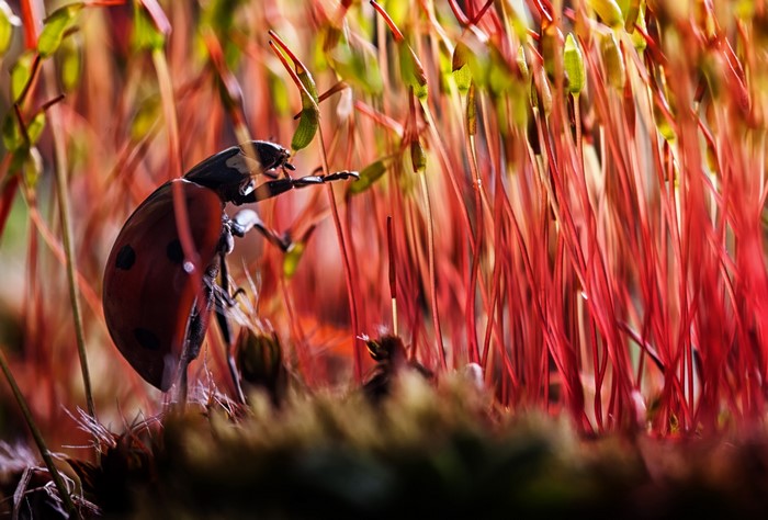 Ladybug on red mossy stems