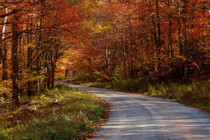 Winding road through an autumn forest
