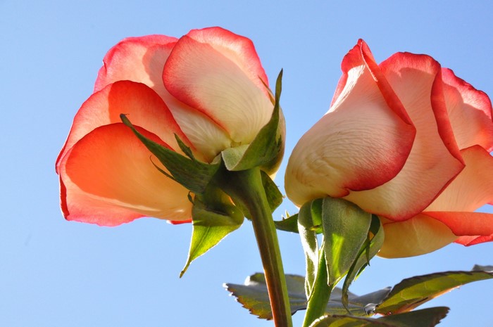 Two roses against a blue sky
