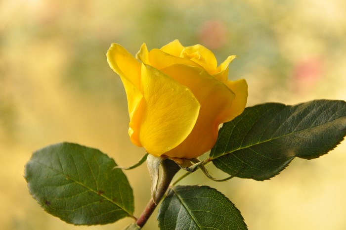 Yellow rose with green leaves