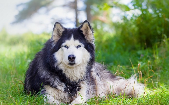 Alaskan Malamute dog lying on grass