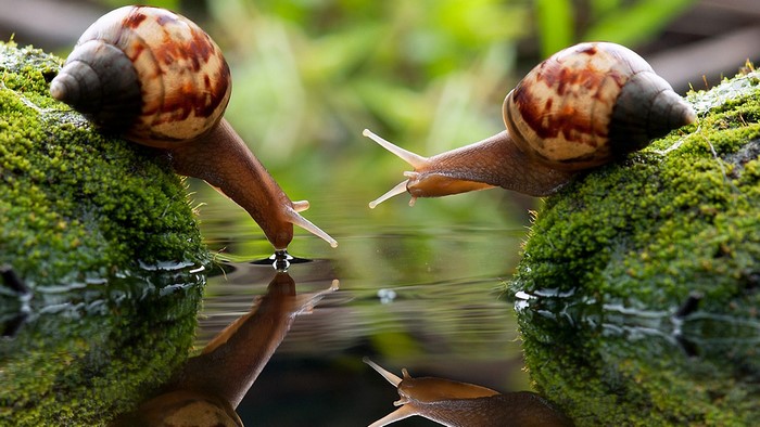 Two snails drinking water from mossy rocks