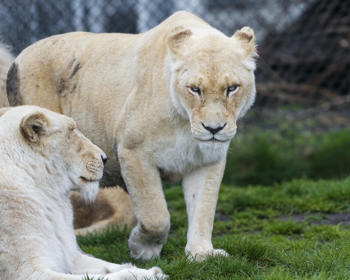 Two white lions in a grassy enclosure