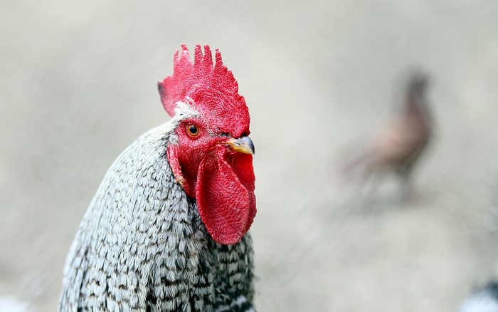 Close-up of a rooster's head with a blurred bird in the background