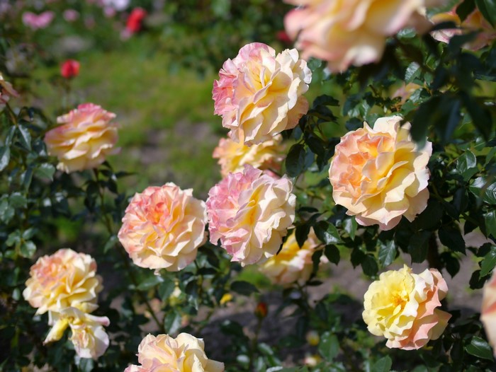 Yellow and pink roses in a garden