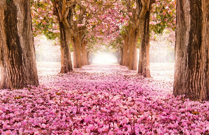 Avenue of flowering trees with pink petals on the ground