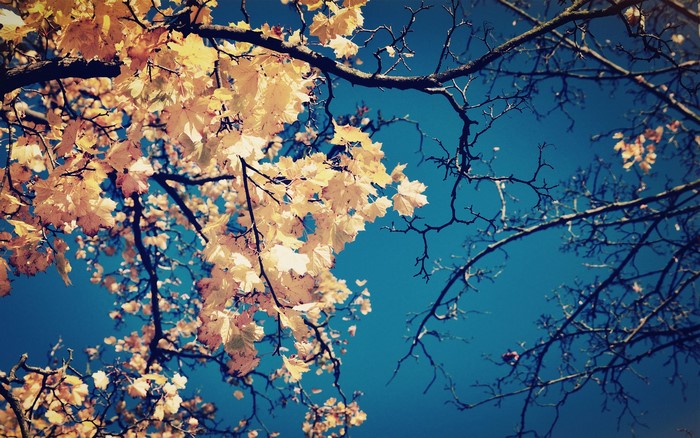 Autumn Maple Branches Against Blue Sky