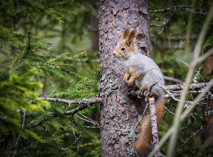 Squirrel on a tree trunk in a forest