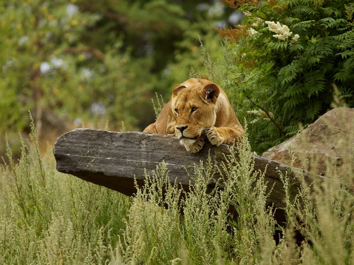 Lioness resting on a rock in tall grass