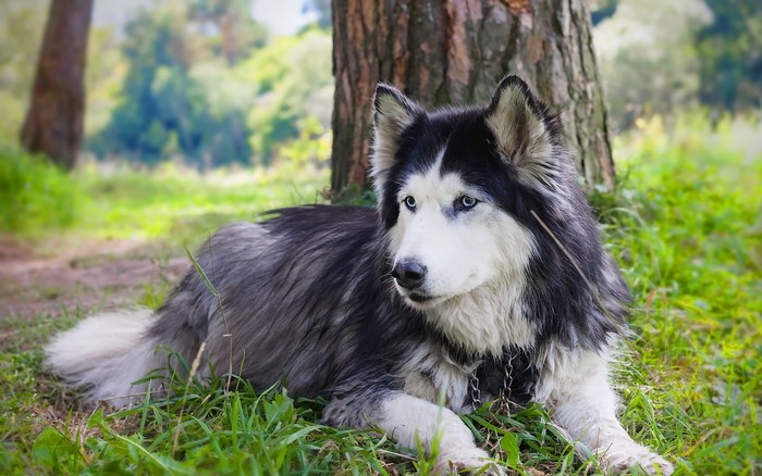 Husky dog lying on grass near a tree