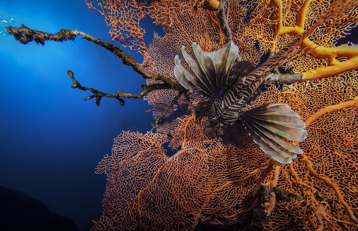 Lionfish on a coral fan underwater