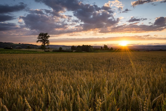 Wheat field at sunset with clouds