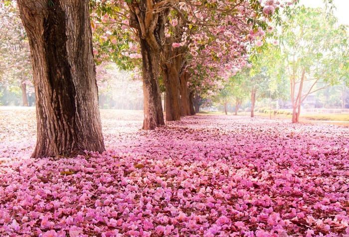 Park with flowering trees and pink petals on the ground