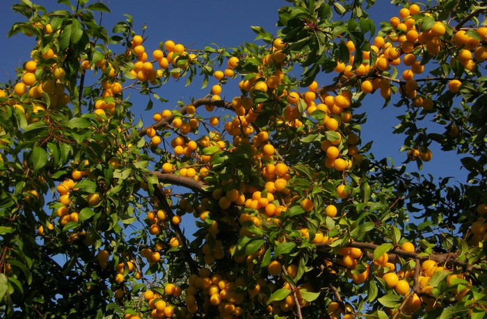 Yellow plums on branches against a blue sky