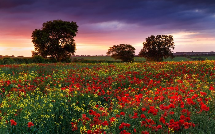 Field of Poppies and Rapeseed in England at Sunset