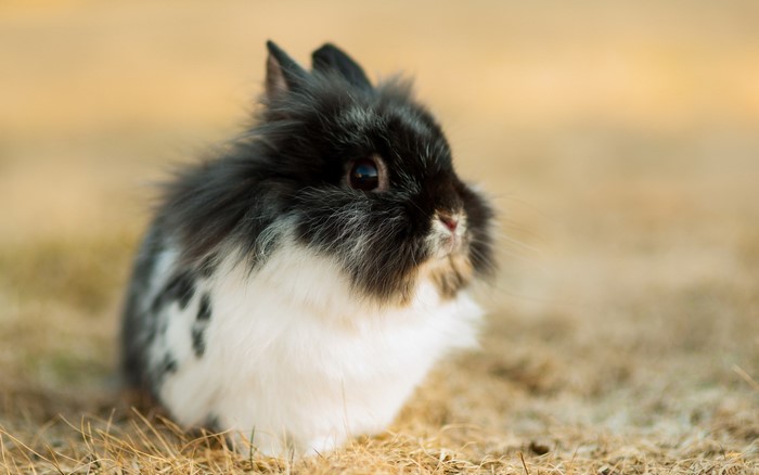 Black and white fluffy rabbit sitting on grass