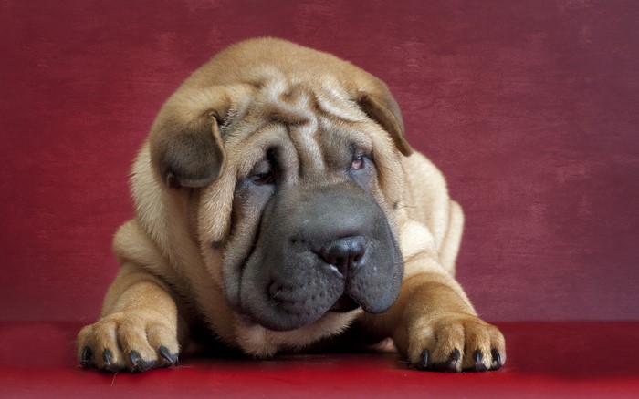 Shar Pei puppy with wrinkled face